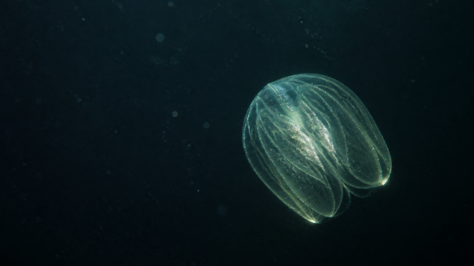 Atmospheric artistic interpretation of an early marine animal form