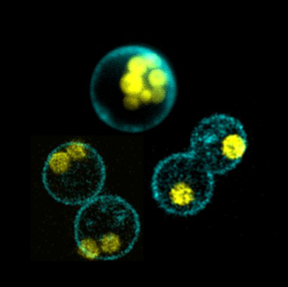 Fluorescence microscopy of Corallochytrium cells with different numbers of nuclei