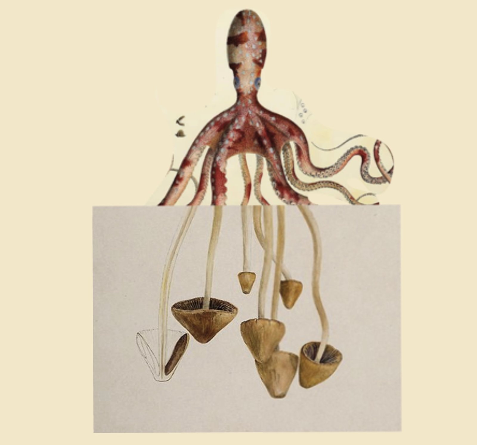 Research image associated with Opisthokonta