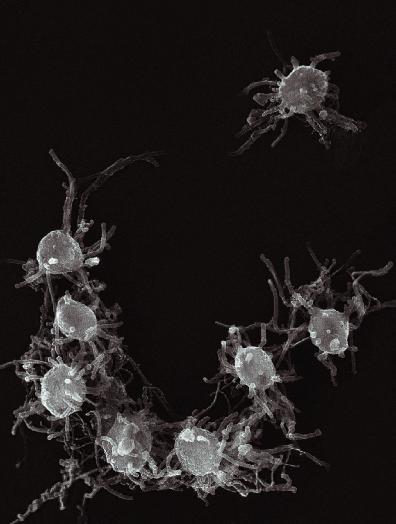 Research image associated with Capsaspora owczarzaki